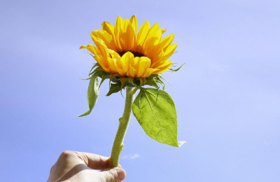 Hand holding yellow sunflower