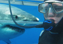 Person diving with shark