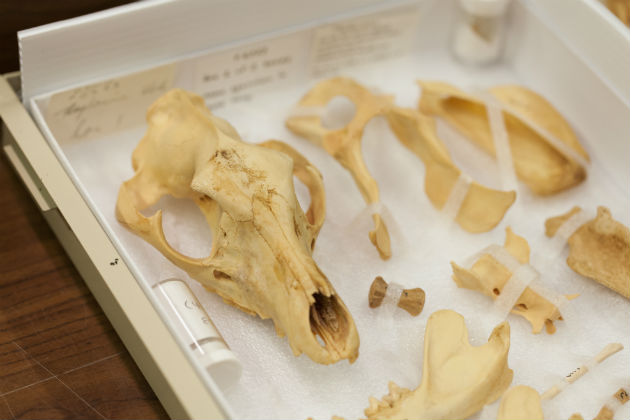 Mammal skeleton collection at the WA Museum