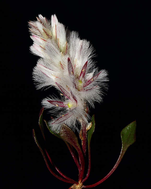 Wildflower Ptilotus pyramidatus