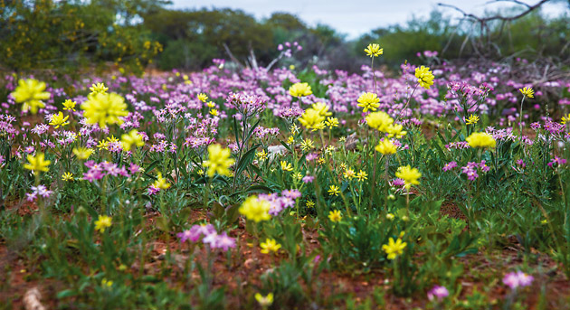 Pink and yellow Western Australian wildflowers