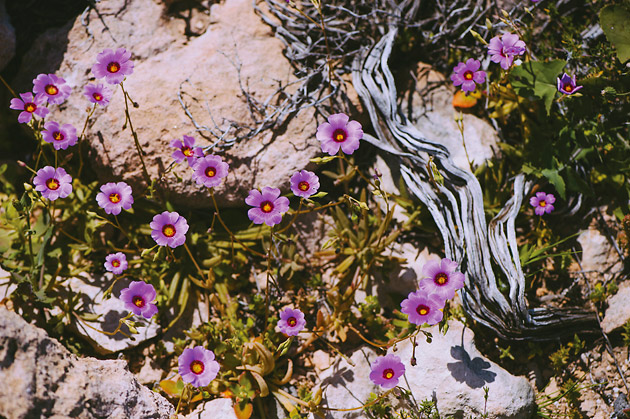 Purple flowers on a rocky outcrop
