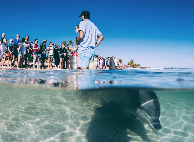 The morning dolphin feed