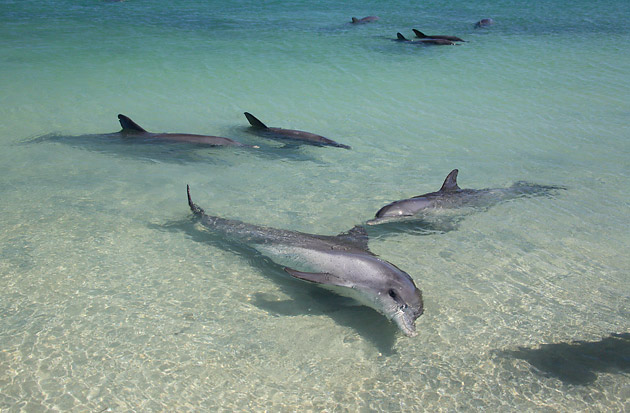 Group of dolphins in shallow water at Monkey Mia