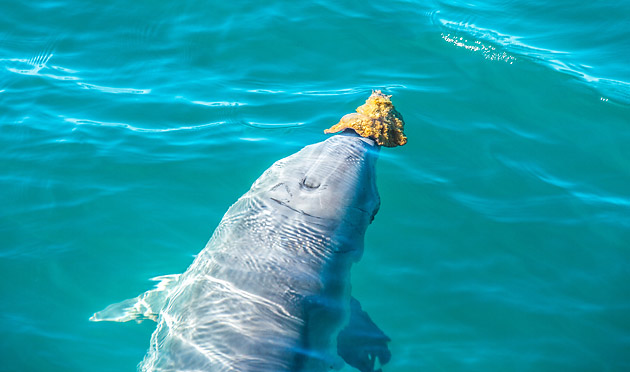 A female dolphin using a sponge to forage for food at Monkey Mia
