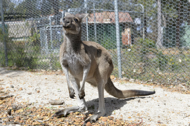  A curious kangaroo at Kanyana Wildlife Rehabilitation Centre