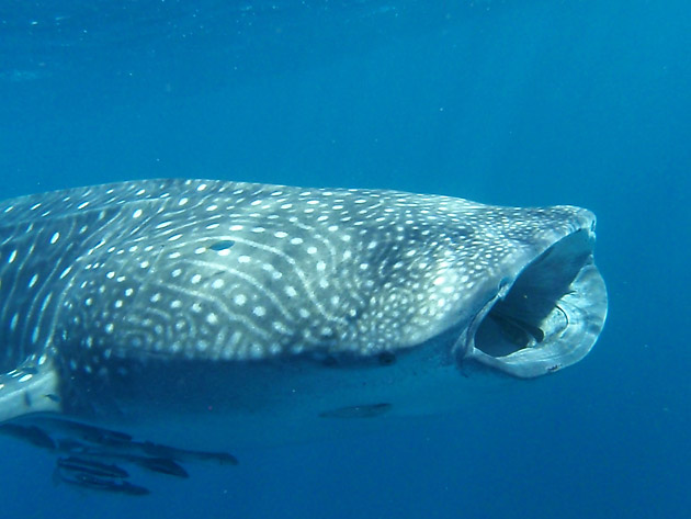 A whale shark feeding