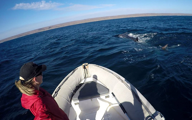 Marine researcher tracking whale sharks