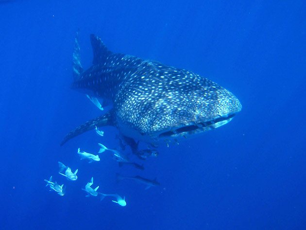 Whale shark at Ningaloo Reef