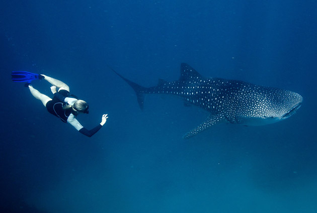 A marine researcher swims with a whale sharl