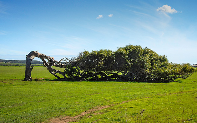 Leaning tree in Greenough near Geraldton