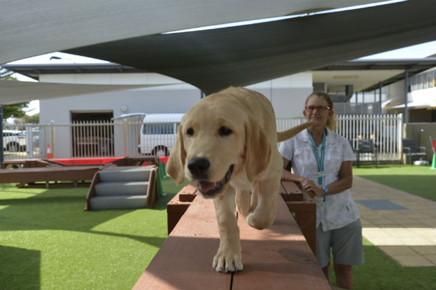 Guide dog puppy Shane walking towards the camera on a wooden table