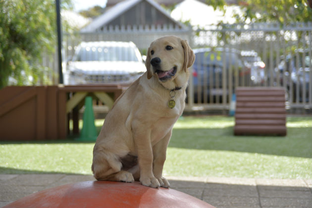 Puppy Shane sitting on the ground