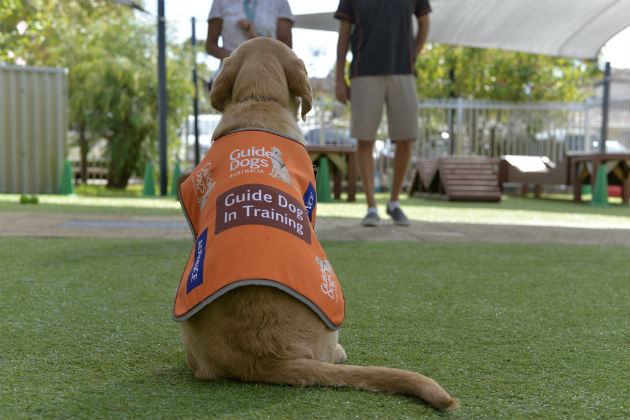 Puppy Shane wearing a Guide Dogs jacket