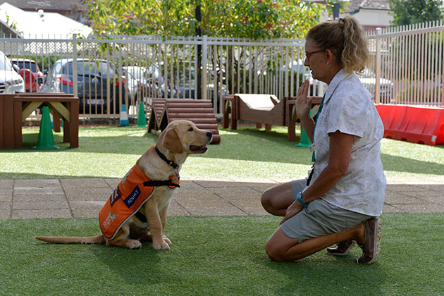 Puppy Shane sitting with his raiser