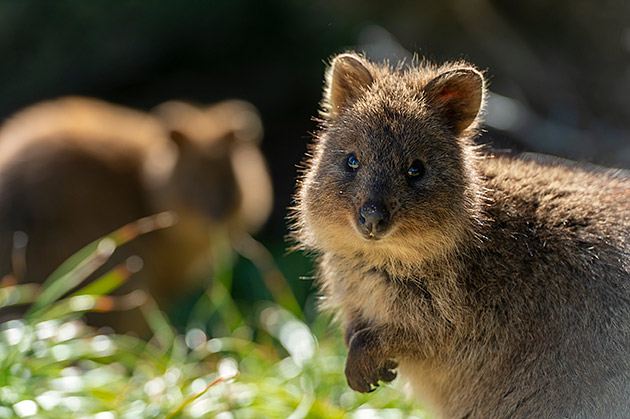 A quokka poses for the camera on Rottnest Island