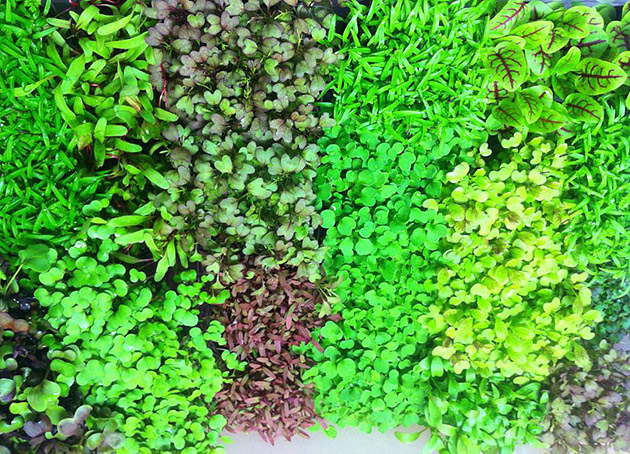 Microgreens are higher in nutrients than fully developed vegetables