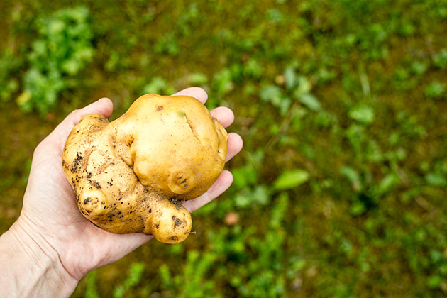 Experimenting with small batch foods is popular among organic farmers