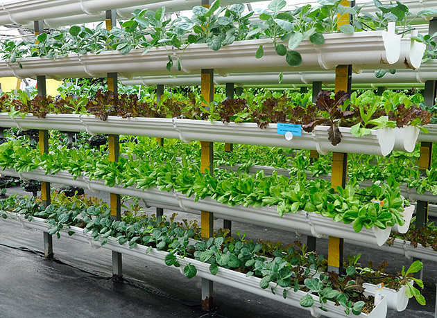 The secret to Adam Liddiard's urban farm is vertical farming technology 