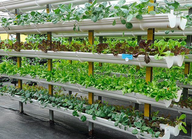 The secret to Adam Liddiard's urban farm is vertical farming technology