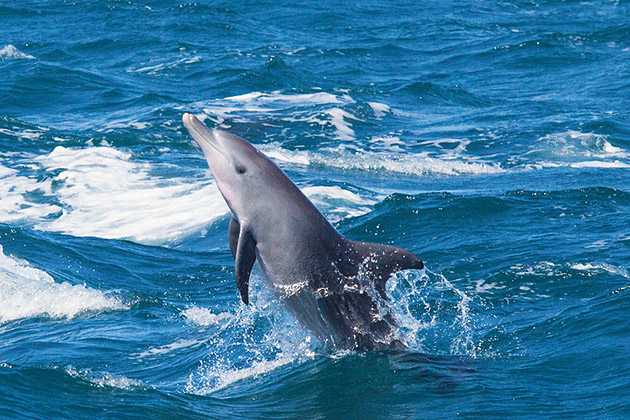 Dolphin jumps from the water