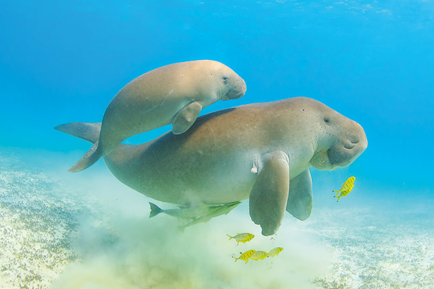 Dugong mother and baby