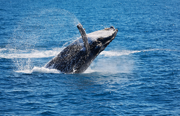 Humpback whale breaching