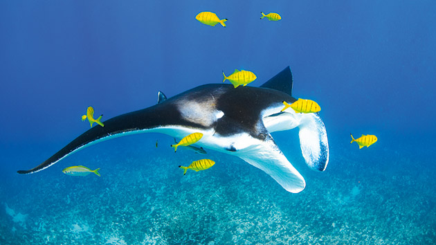 Manta Ray at Ningaloo