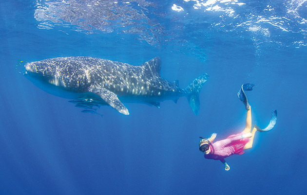 Whale Sharks at Ningaloo