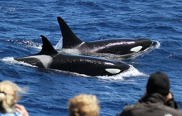 Observing killer whales near the Bremer Canyon