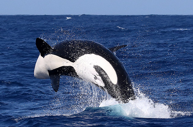 A killer whale leaps from the water