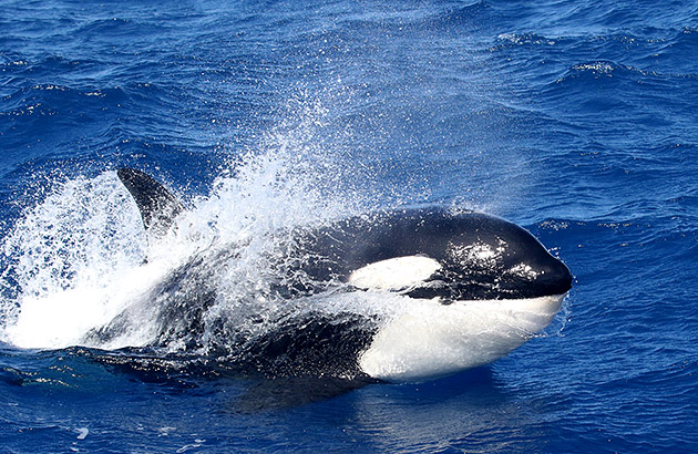 Killer whales are powerful and highly efficient apex predators