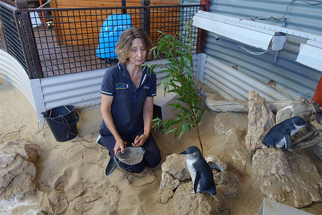 Jane Dawson with Kevin at the Penguin Island Discovery Centre