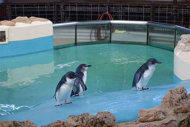 A trio of penguins at the Discovery Centre