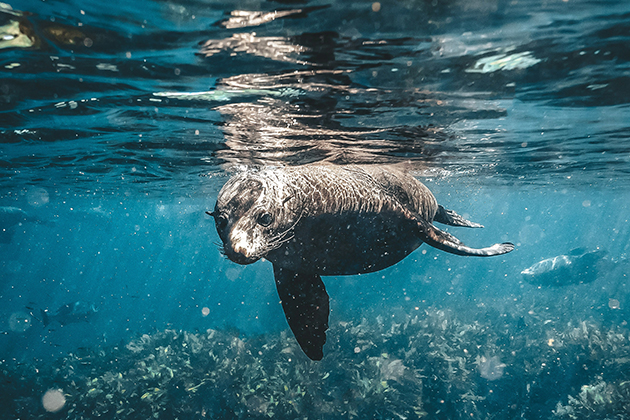 Image of a New Zealand fur seal