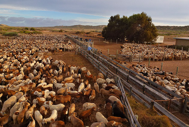 Livestock at Quobba Station