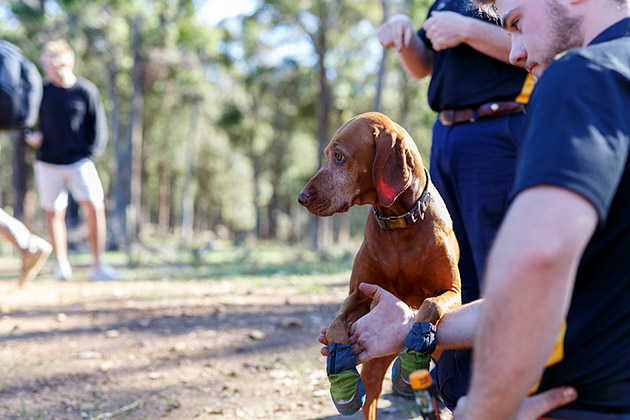 Truffle dog wearing booties