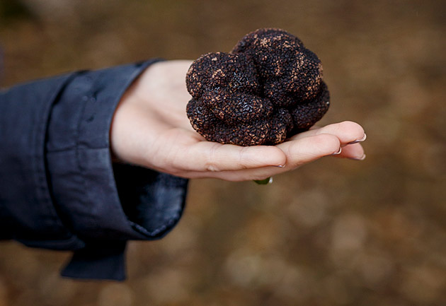 A black truffle