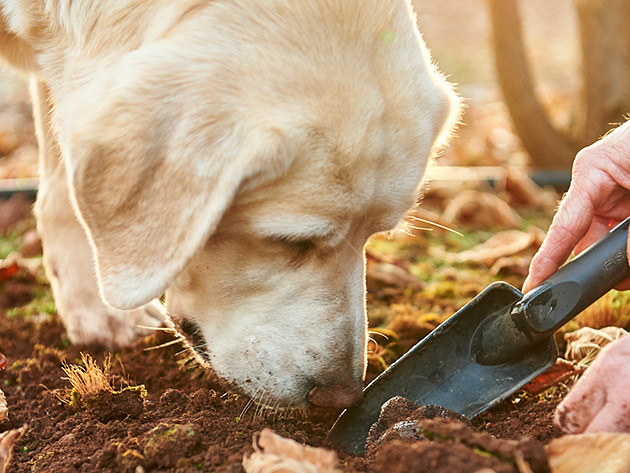 A labrador truffle dog locates a truffle