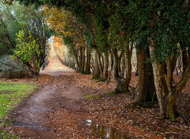 A WA truffle farm