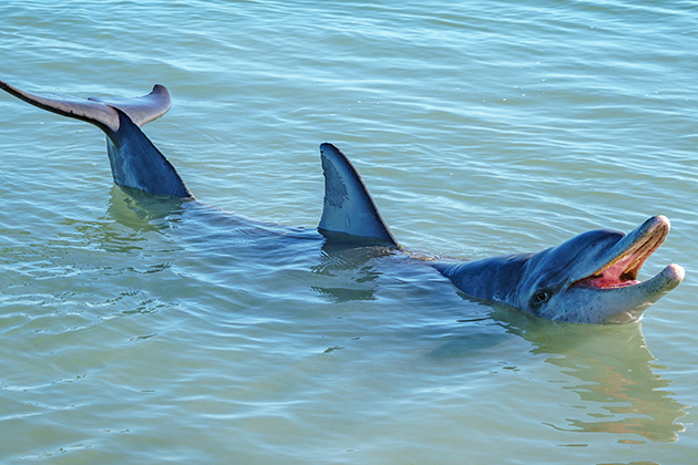 Image of dolphin