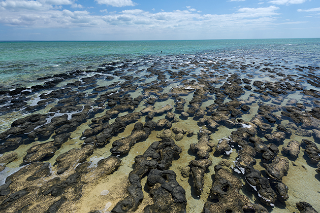 Image of stromatolites