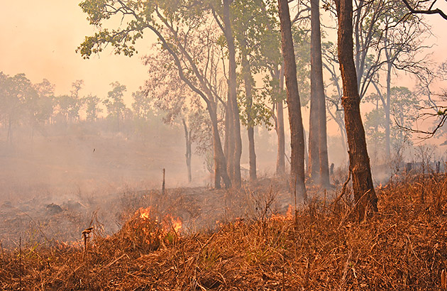 Spot fires on the ground during a bushfire