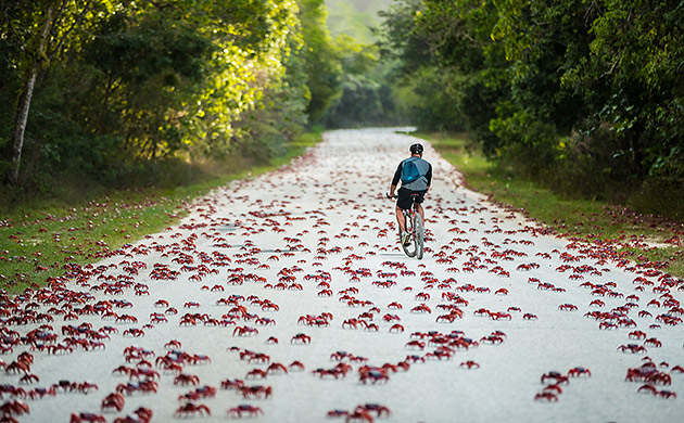 Christmas Island crab migration