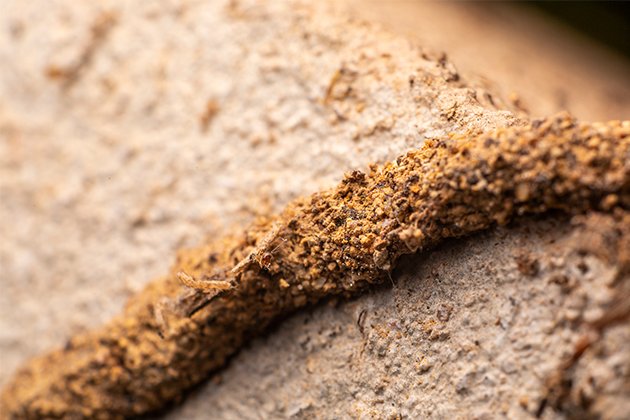Image of a termite mud pathway