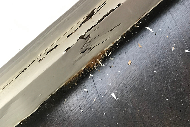 Image of termite damage on a skirting board