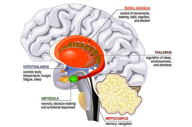 Diagram showing sections of the human brain
