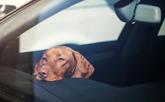 Dog inside a hot car