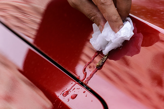 Soaking bird droppings on car