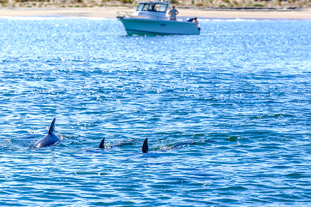 Dolphins swimming near a boat